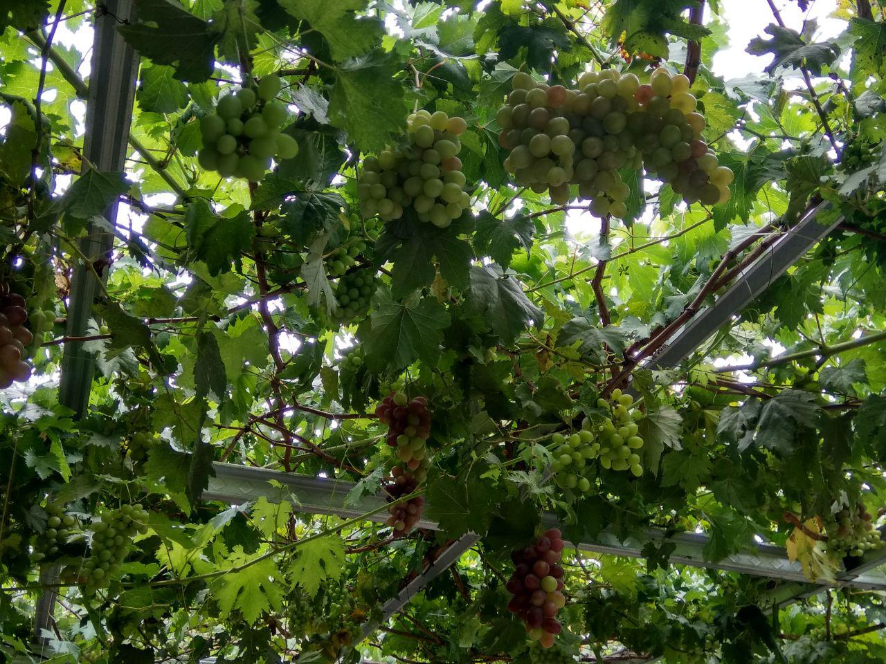 Sensasi Memetik Anggur Langsung Dari Pohonnya Di Kampung 