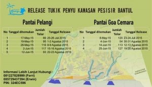 Pelepasan Tukik Penyu di Pesisir Bantul