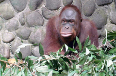 Taman Satwa Wildlife Rescue Centre 
