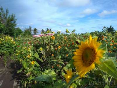 Kebun Bunga Matahari Bantul