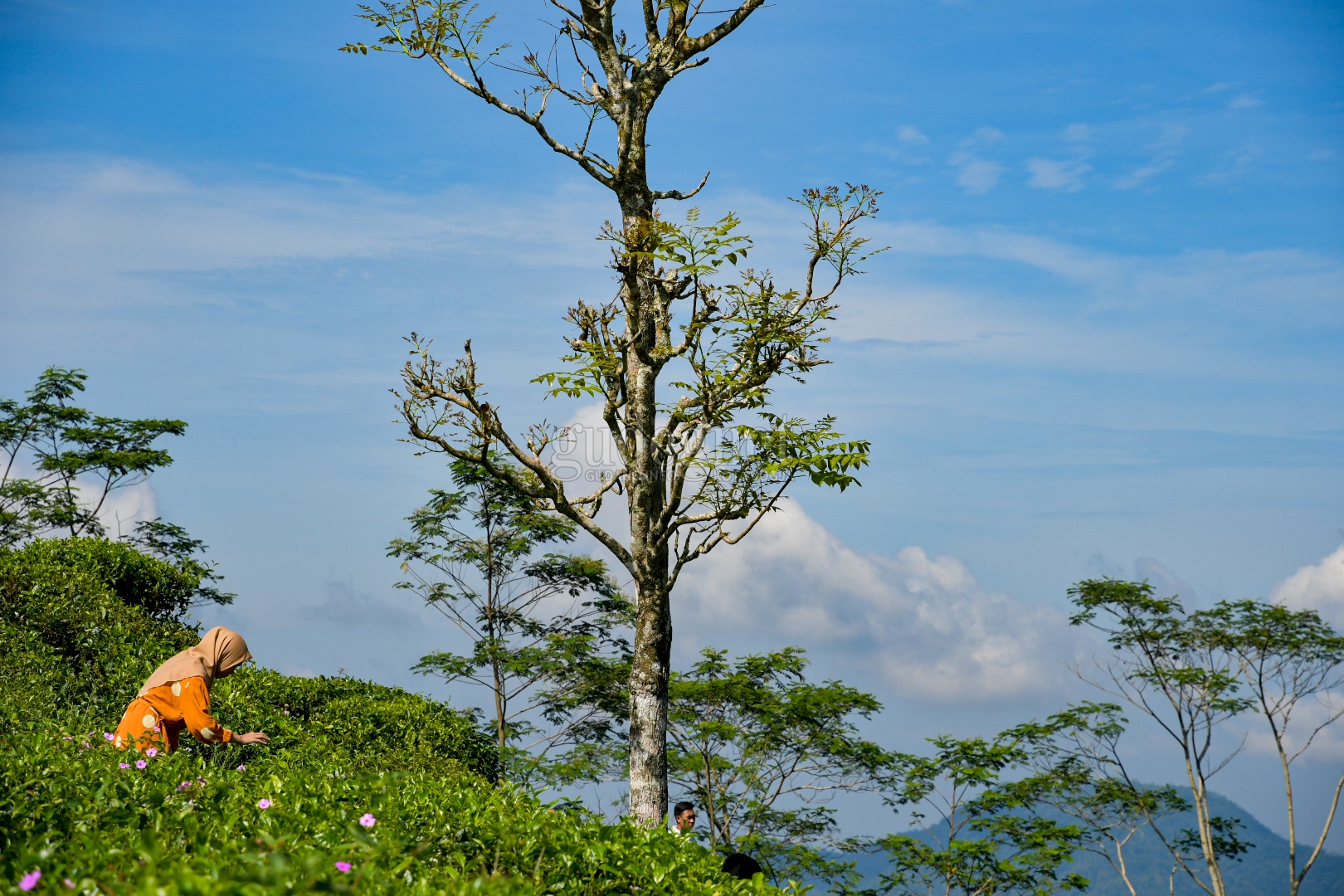 Berfoto di Antara Daun Teh