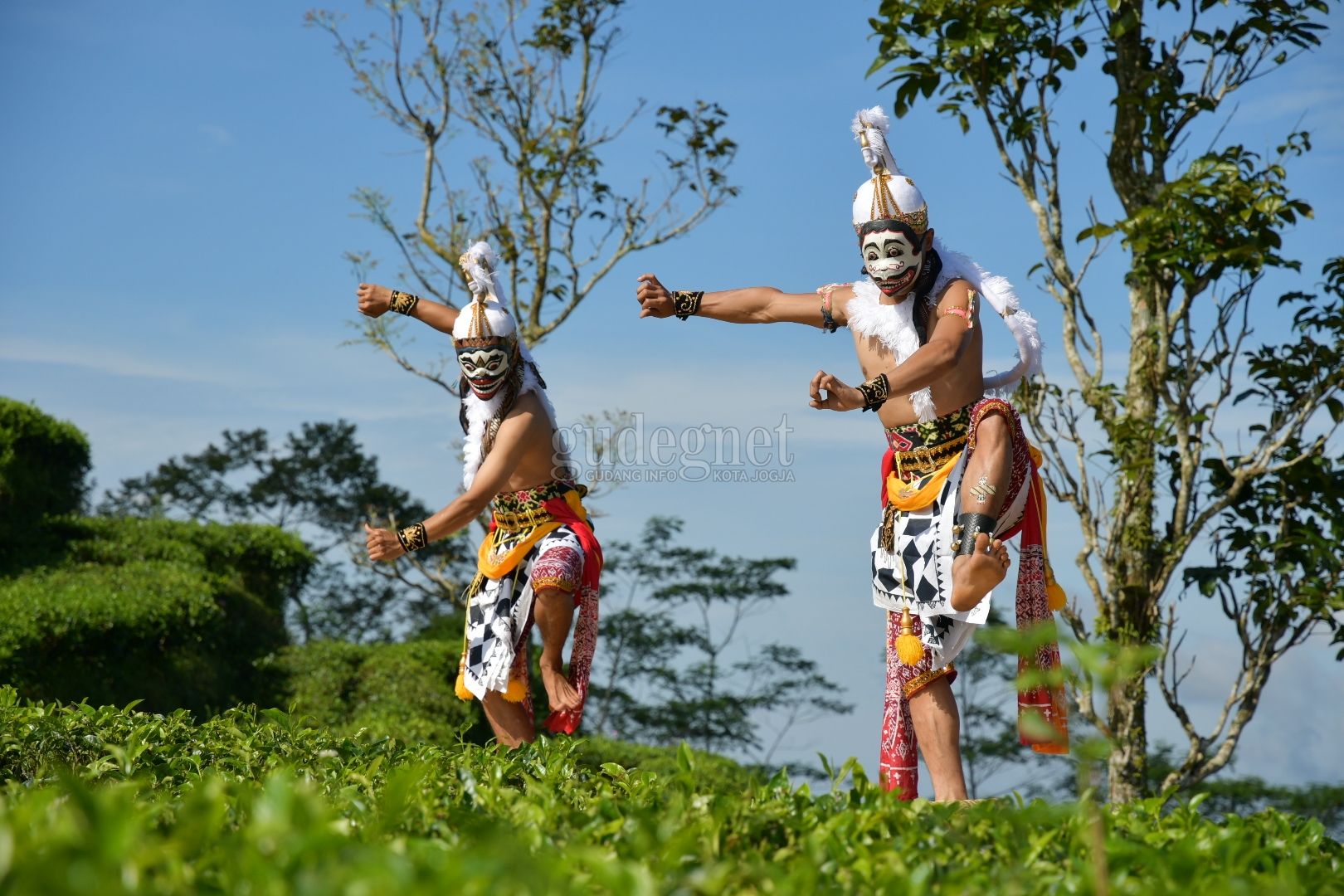 Kera di Atas Daun Teh