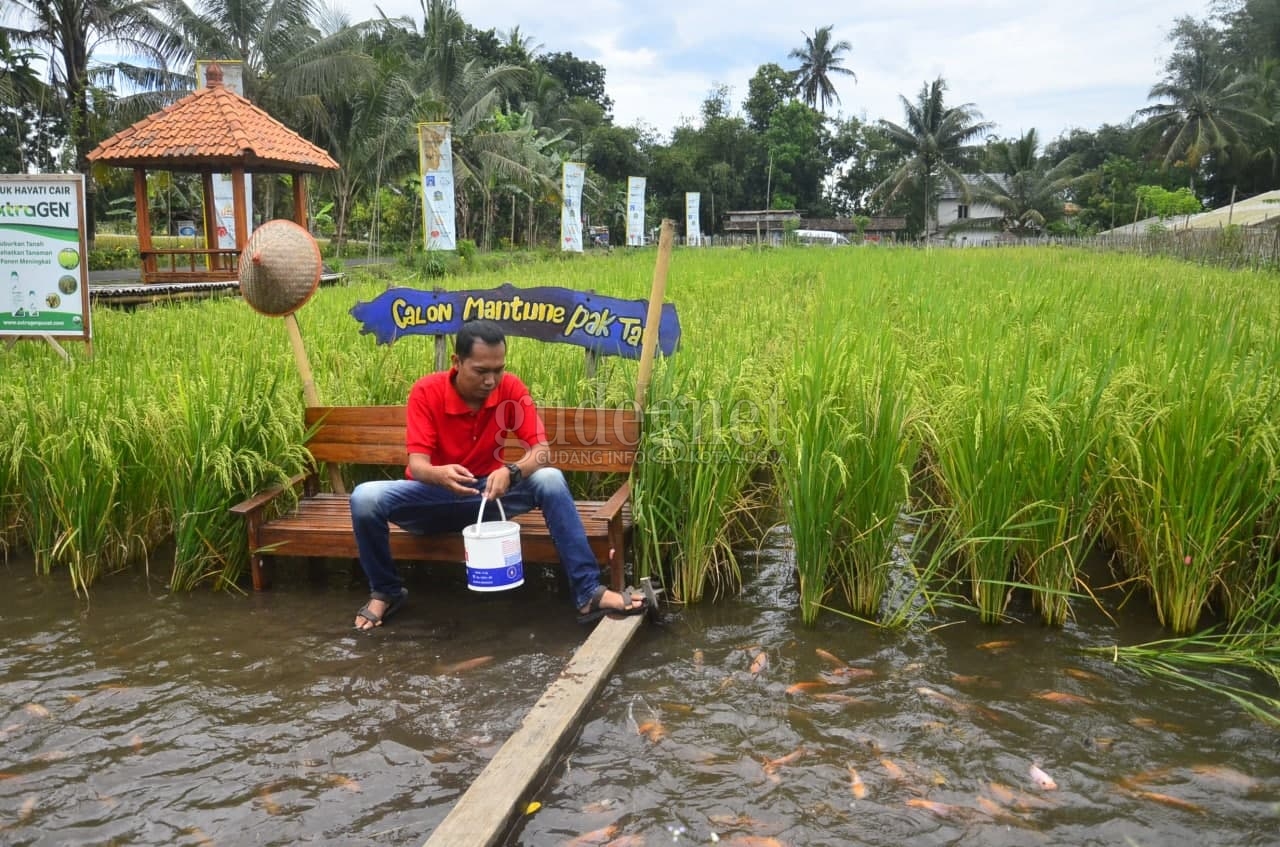 Kampung Wisata Mina Padi, Samberembe, Candibinangun, Pakem, Sleman