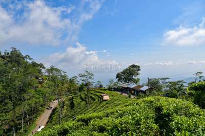 Kebun Teh Nglinggo