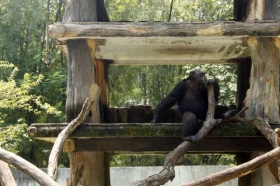 Simpanse di Gembira Loka Zoo