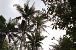 Pohon kelapa di Curug Banyunibo