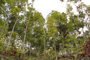 Vegetasi dan tumbuhan di sekitar lokasi goa 