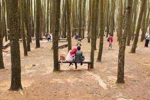 Di hutan pinus, romantisme itu bisa dilakukan secara murah meriah 