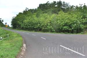 Jalan Menuju Pantai Kayu Arum Yogyakarta 