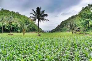 Lingkungan di sekitar pantai Kayu Arum Yogyakarta