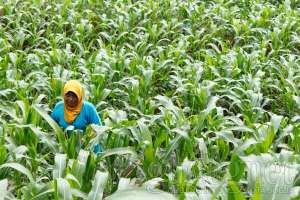 Seorang petani sedang berada di ladang jagung di sekitar pantai Kayu Arum 