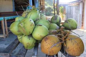 Buah kelapa yang segar di Pantai Drini