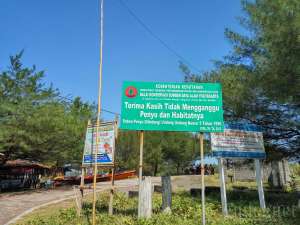 pantai congot termasuk wilayah penangkaran penyu