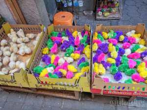 salah satu penjual anak ayam di pasar PASTY