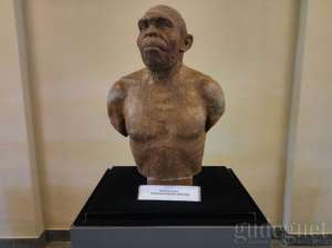 Salah satu koleksi di Museum Bioantropologi dan Paleoantropologi