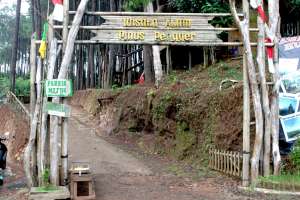 Gapura masuk Hutan Pinus Pengger