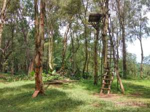 Rumah Pohon di Bukit Lintang Sewu