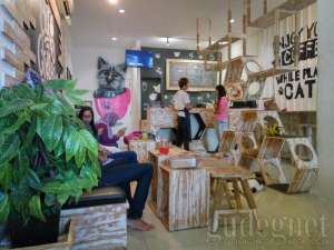 cats and coffee Jogja