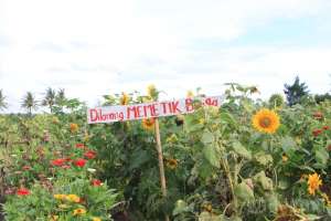 Kebun bunga matahari Bantul
