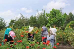Kebun bunga matahari Bantul