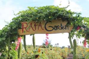 Kebun bunga matahari Bantul