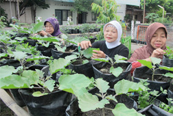 Hijaukan Kampung dengan Sayur Hijaukan Kampung dengan Sayur