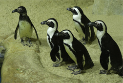 Susahnya Mendatangkan Pinguin ke Gembira Loka