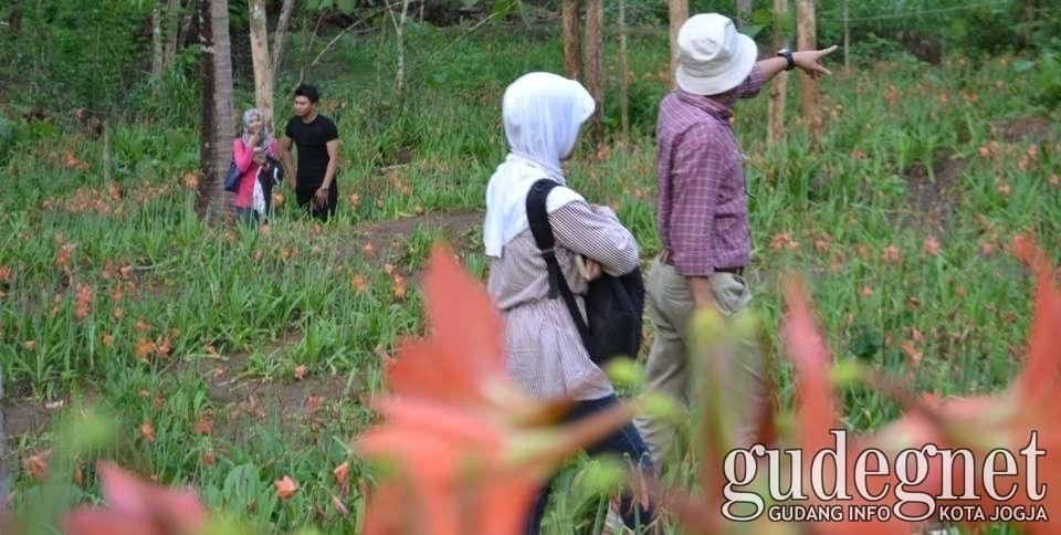 Soal Bunga Lili, Tahun Depan Dah Ada Small Path-nya