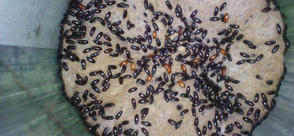 Kenapa Konsumsi Semut Jepang Bisa Berbahaya?