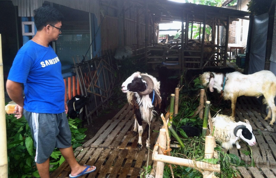 Jelang Idul Adha, Jogja Embek Center Tawarkan Perawatan 