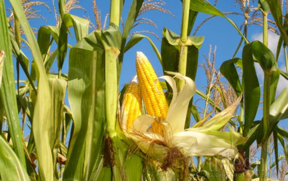 Wow Klobot Jagung Bisa Jadi Suvenir Yogya GudegNet