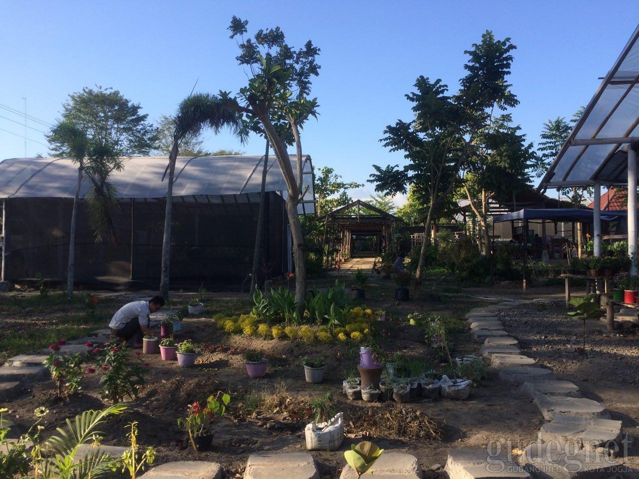 Petik Buah dan Sayur Sambil Belajar di Agro Edukasi Caping Merapi
