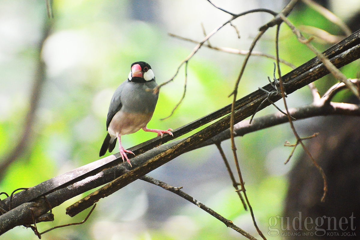 Ini yang Bisa Ditemukan di Indonesia Bird Con 2019, Seru!