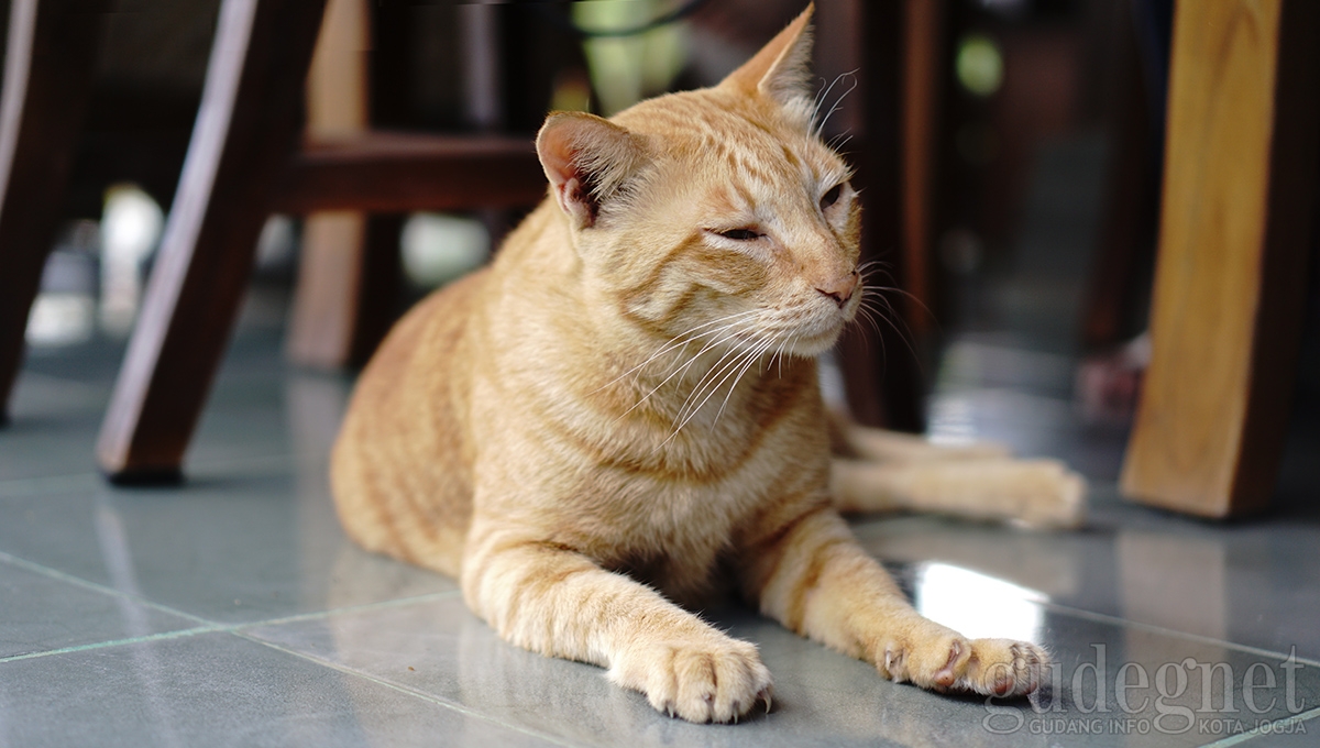 Kurangi Sebaran Rabies, Pemkot Gelar Vaksin Gratis