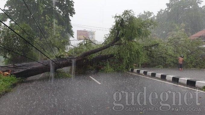 Hindari Jombor Arah Denggung, Ada Pohon Tumbang