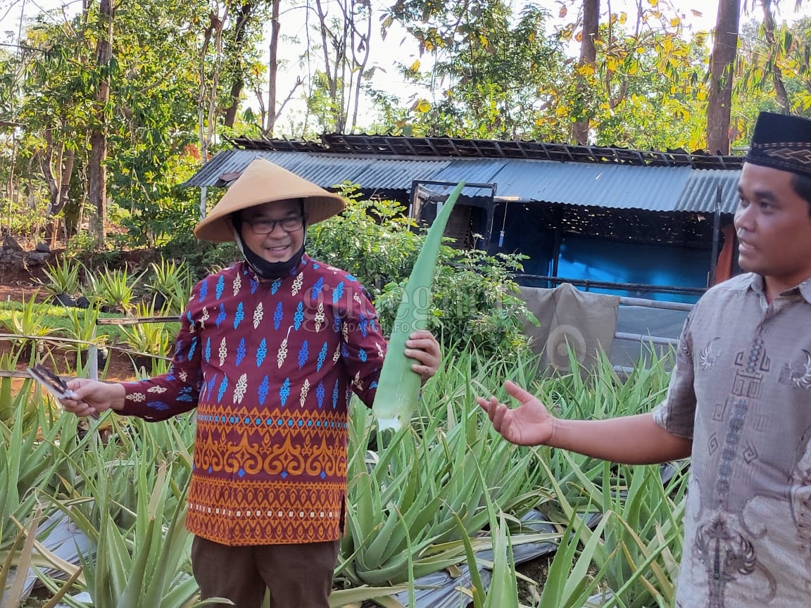 Panen Raya di Kalisuci, Sutrisna Wibawa Rintis Kebun ''Cerdas Air''