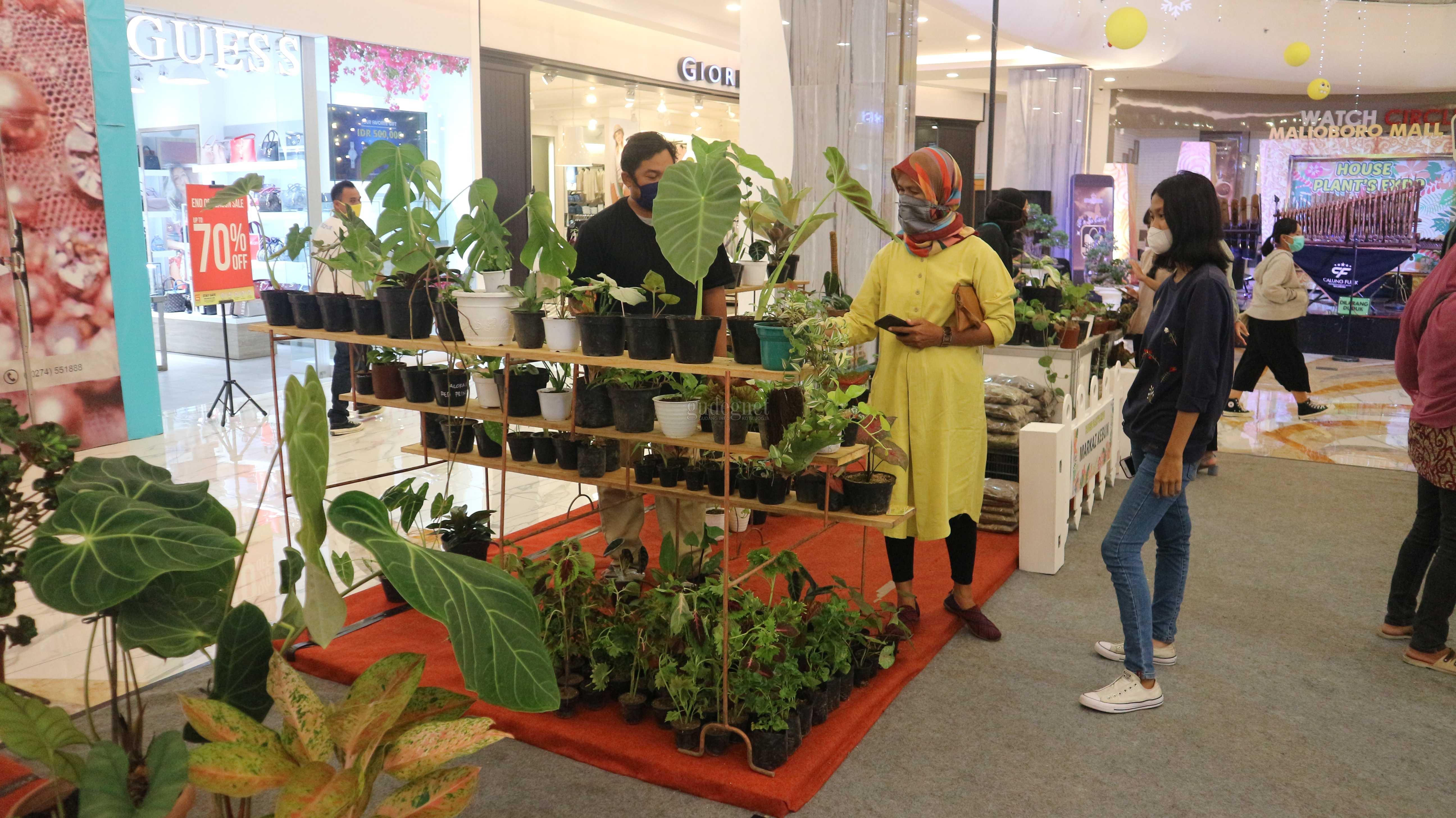 Malioboro Mall Gelar Pameran Tanaman Hias, Ada Anggrek Hingga Anthurium