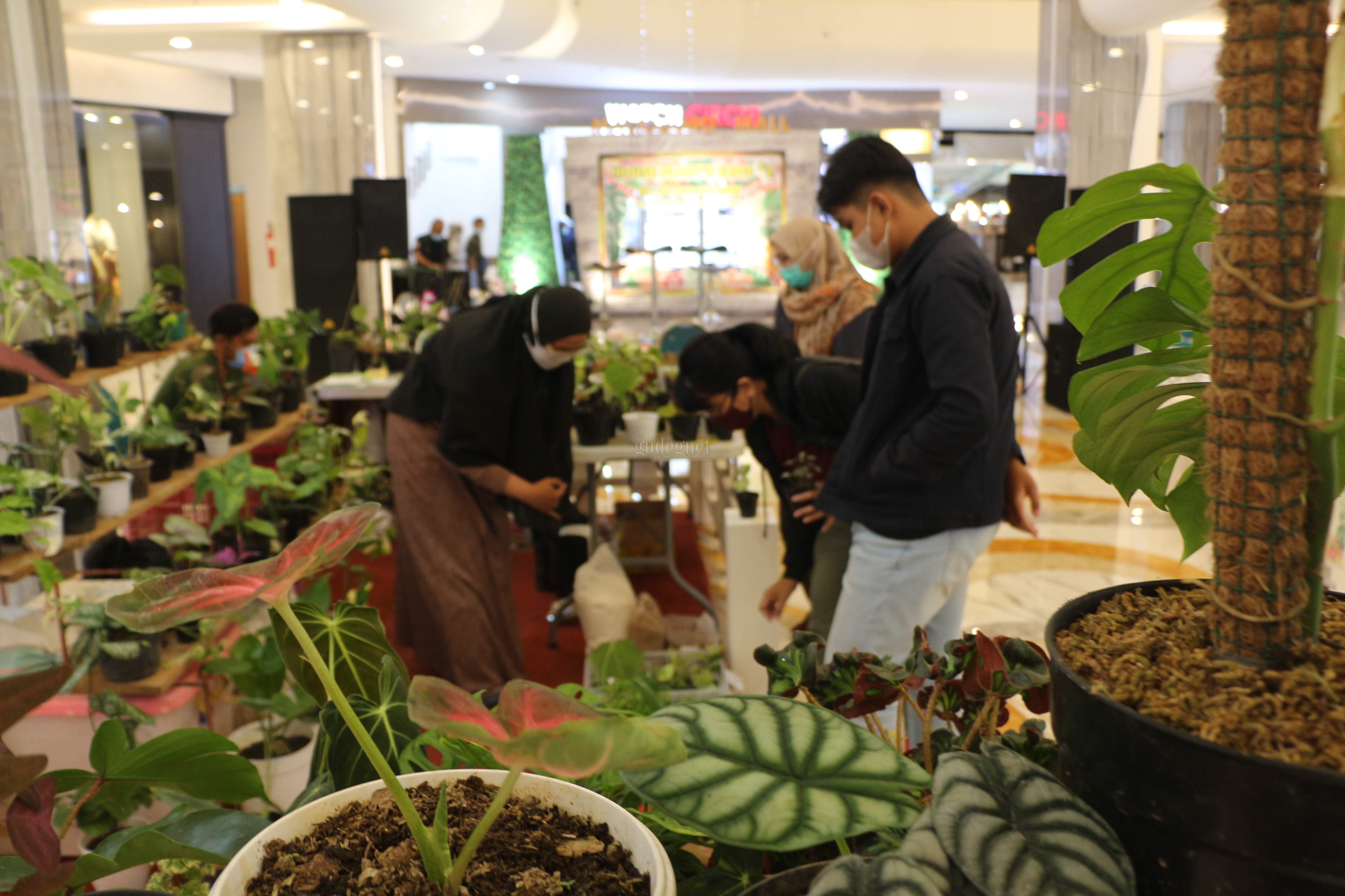 Malioboro Mall Pamerkan Aneka Tanaman Hias dalam 'House Plants Expo #2'