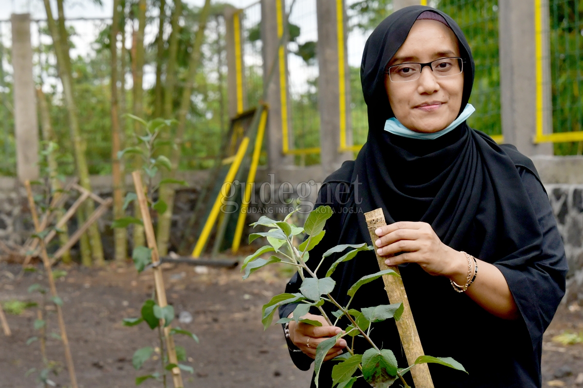 Menengok Upaya Budi Daya Apel Merapi