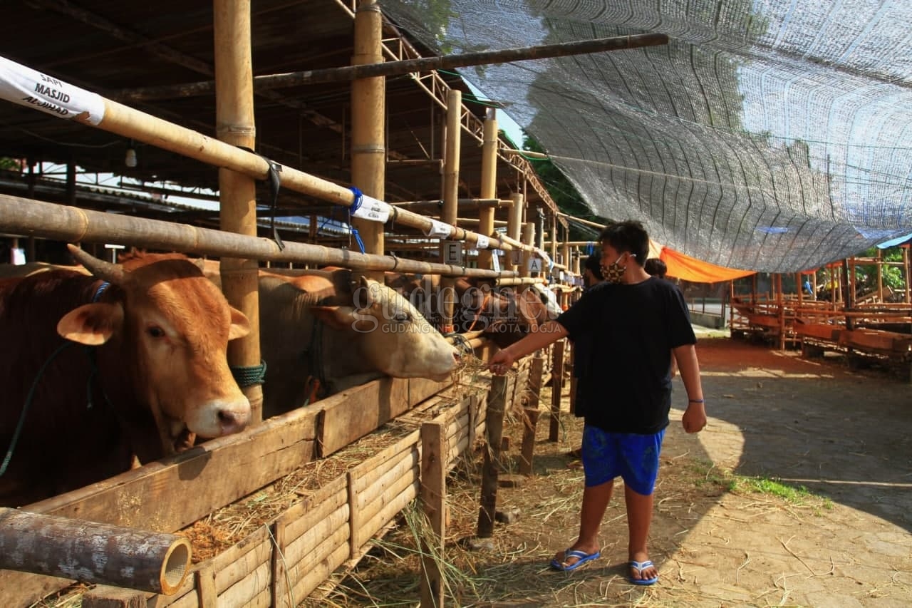 Ini Aturan untuk Pelapak Hewan Kurban di Sleman