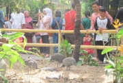 Taman Burung Raksasa di Gembiraloka