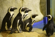 GL Zoo Sediakan 1 Ton Ikan untuk Pakan Pinguin