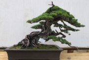 Waw, Ada Bonsai Senilai 30 Juta di Vredeburg
