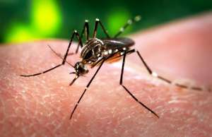 Ini Kata UGM Soal Virus Zika