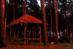 Hutan Pinus Pengger, Alternatif Baru Wisata Hutan Pinus di Jogja 