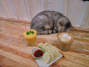 Cats and Coffee, Kopi di Antara Kucing