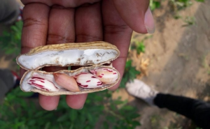 Biologi UGM Kembangkan Kacang Tanah Unggul