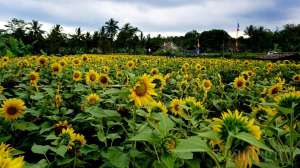 Ladang Kuning Memikat Helio Garden Yogyakarta