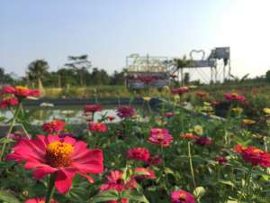 Taman Seloijayan, dari Lahan Tandus jadi Taman Bunga Warna-warni