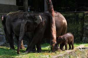 Arinta, Bayi Gajah yang Lahir di Tengah Pandemi Mulai Mandiri